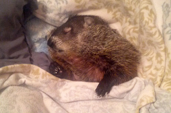 Blind Woodchuck Saved From Death In A Backyard Cannot Stop Snuggling With Its Rescuers