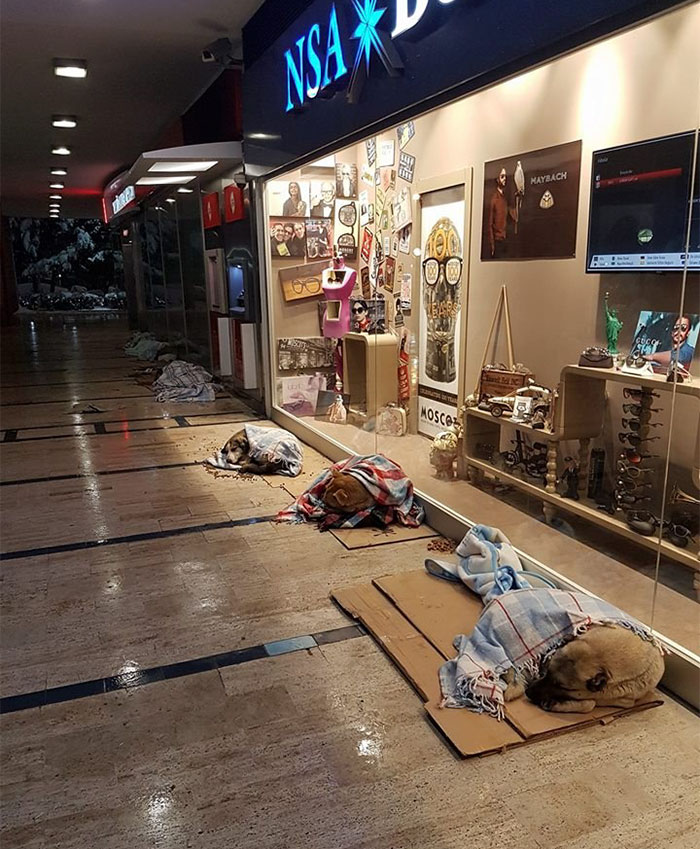 Rezultat iskanja slik za street dogs in shop in istanbul