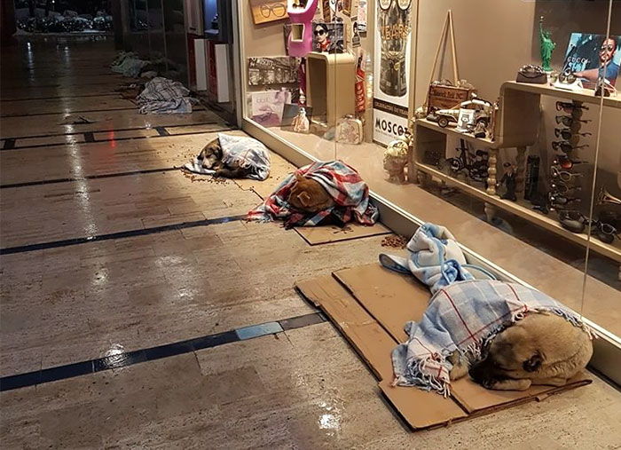 Worst Snowstorm In Years Just Hit Istanbul, And This Is How People Are Helping Stray Animals