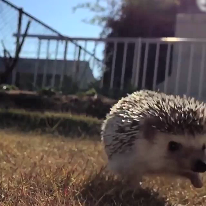 This Hedgehog Walking In Slo-Mo Looks Epic