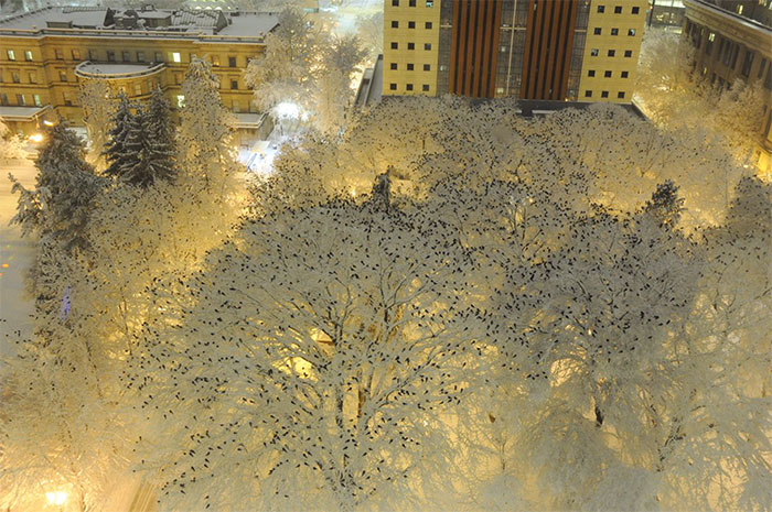 A Murder On Snow: Criminalist Photographs 1000s Of Crows Roosting Atop Snowy Trees