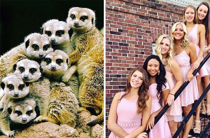Sorority Girls Pose Like Meerkats