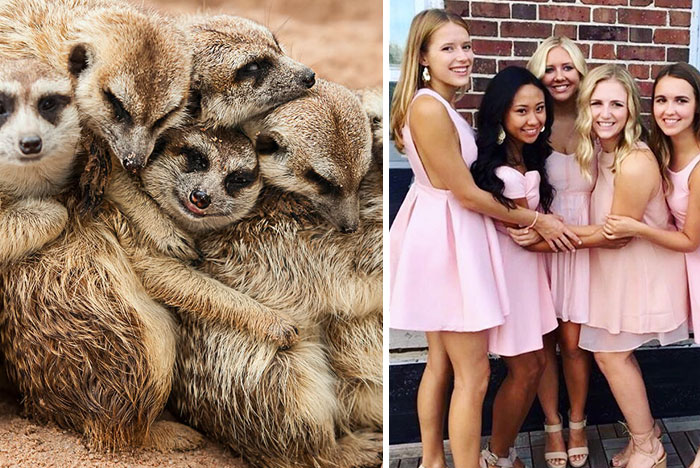 Sorority Girls Pose Like Meerkats