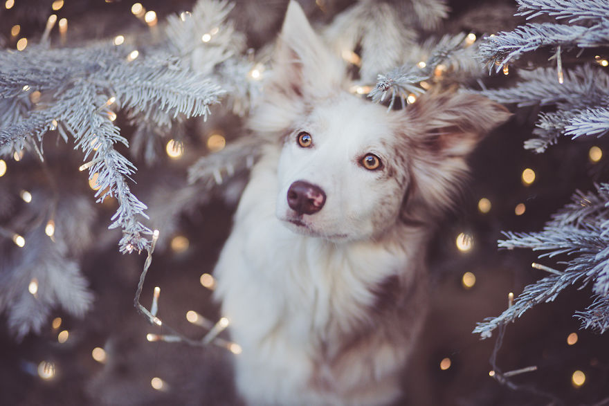 Meet Border Collie Cinni, One Of The Most Photogenic Adopted Dogs Ever