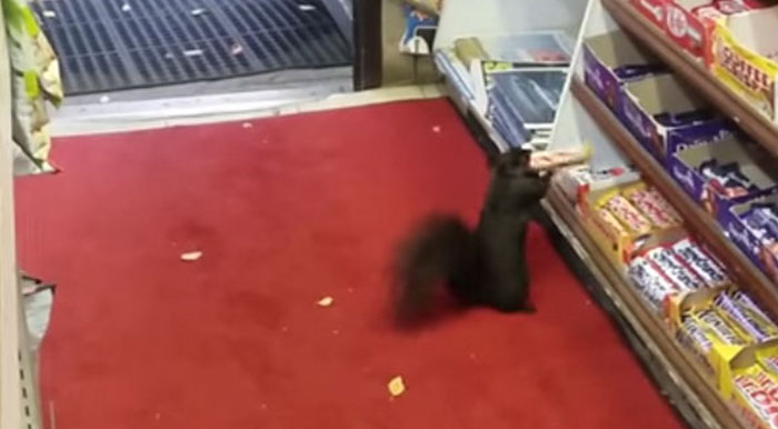Shop Owner Catches Thieves Who Were Stealing His Goods For 5 Years On Cam… They’re Squirrels