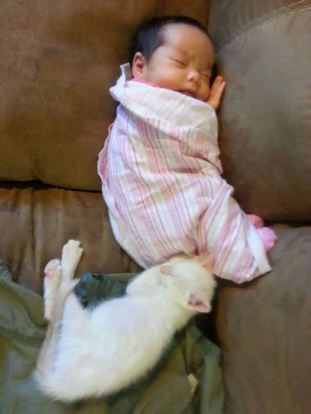 tiny-kitten-baby-girl-best-friends-1
