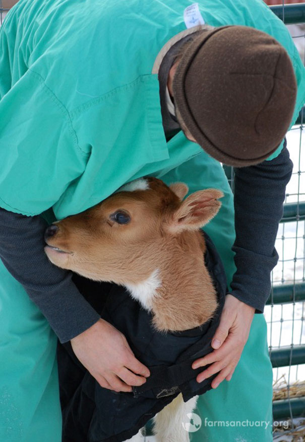 tiny-rescued-auction-calf-blitzen-10