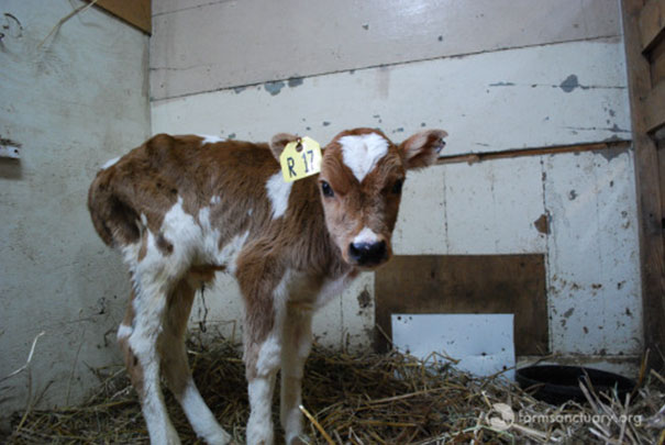 tiny-rescued-auction-calf-blitzen-15