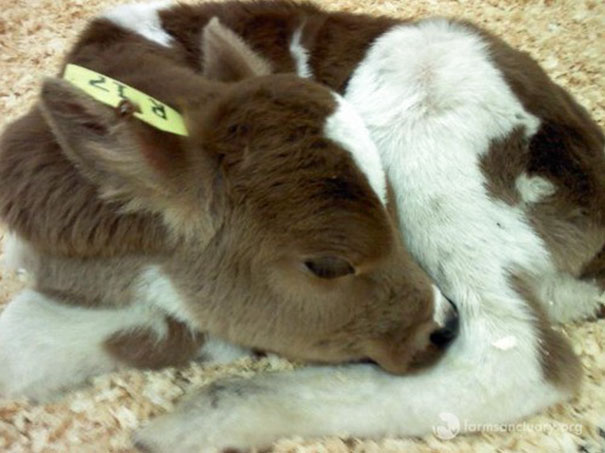tiny-rescued-auction-calf-blitzen-2