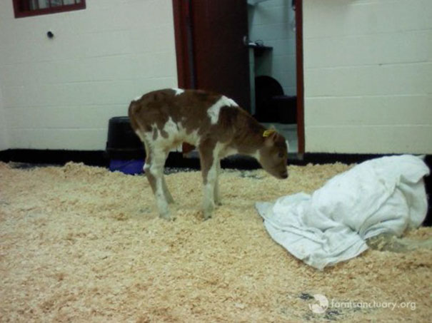 tiny-rescued-auction-calf-blitzen-7