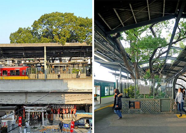 This Japanese Train Station Was Built Around A 700 Year Old Tree, And Here's Why