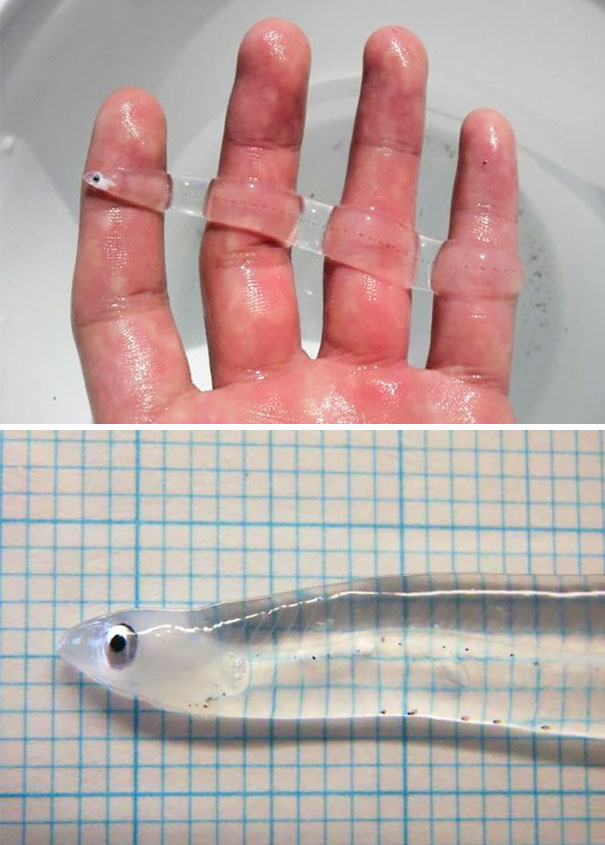 36 Transparent Animals That Are Hard To Believe Actually Exist | Bored Panda