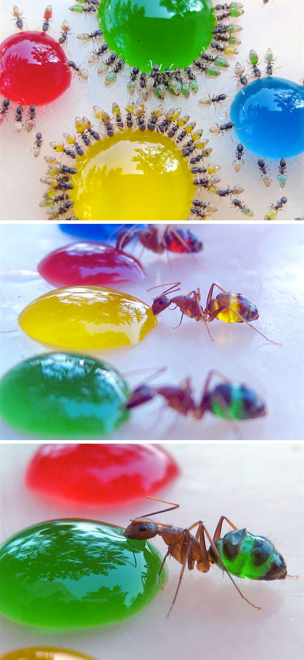 Translucent Pharaoh Ants Eating Colored Liquids