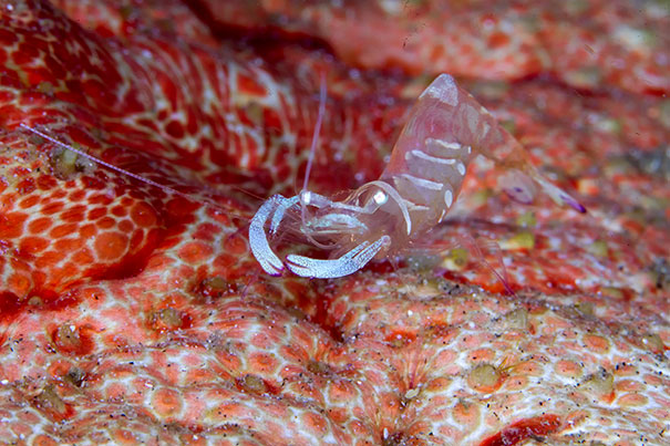 A Translucent Shrimp Living On The Skin Of A Large Sea Cucumber