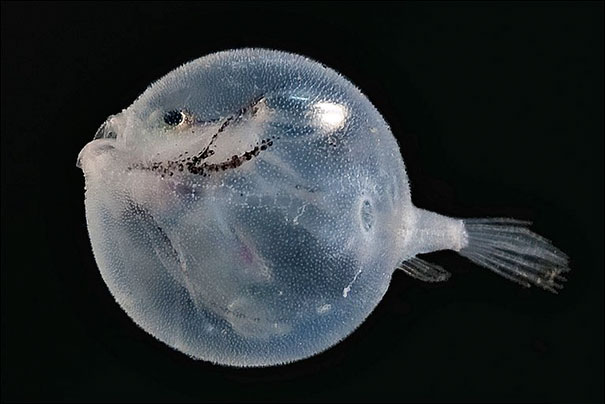 Deep Sea Anglerfish