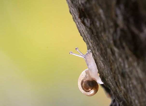 Translucent Snail