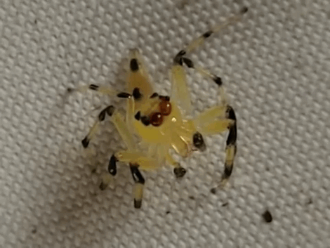 Yellow Amycine Jumping Spider,