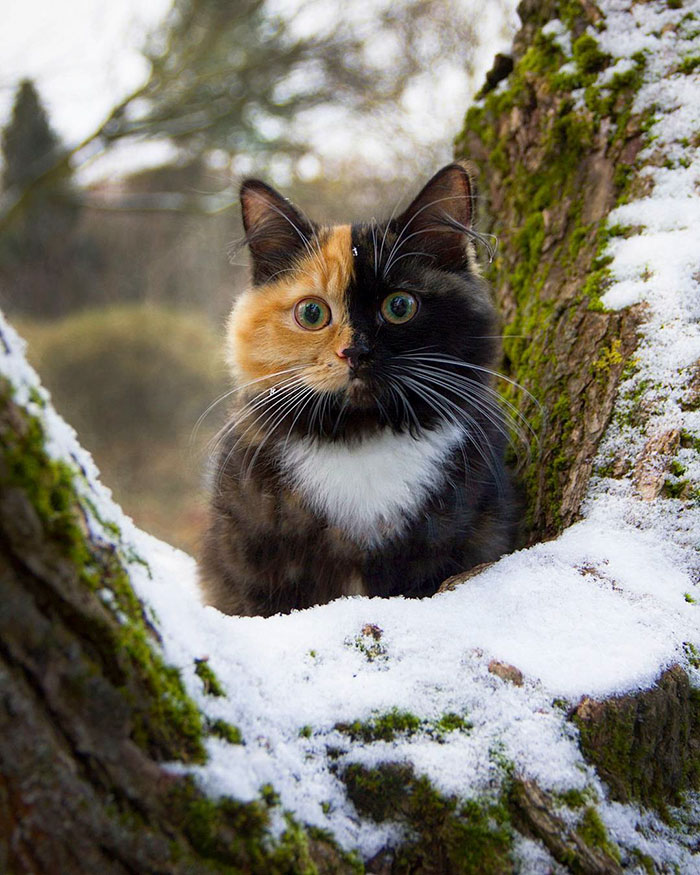 Meet Yana, The Two-Faced Kitty Whose Parents Ran Out Of Ink | Bored Panda