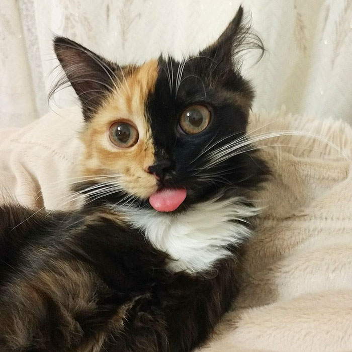 Meet Yana, The Two-Faced Kitty Whose Parents Ran Out Of Ink | Bored Panda