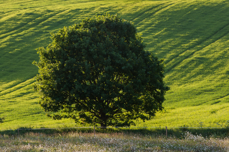 I Photographed An Oak Through The Seasons