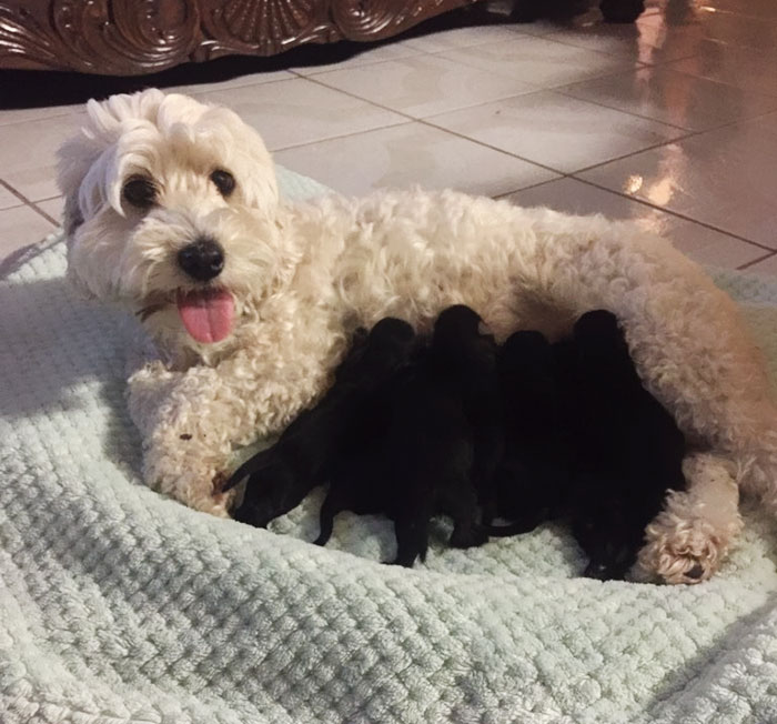 Owner Suprised When His 2 White Dogs Deliver BLACK Puppies, And Now Everyone Demands A Pupternity Test