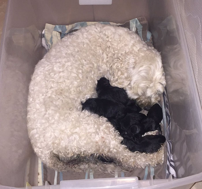 Owner Suprised When His 2 White Dogs Deliver BLACK Puppies, And Now Everyone Demands A Pupternity Test
