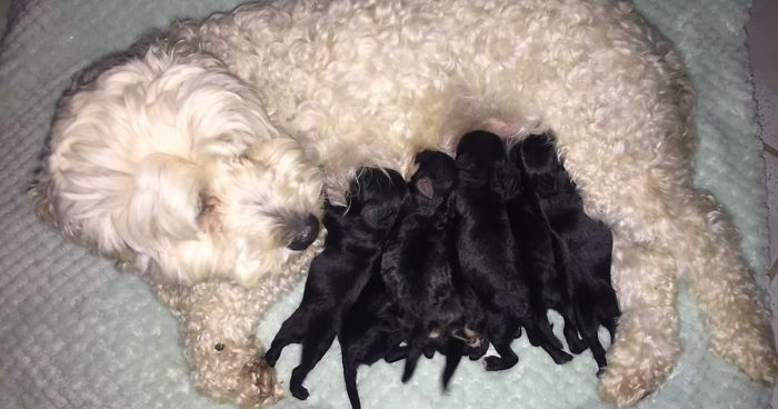 Owner Suprised When His 2 White Dogs Deliver Black Puppies