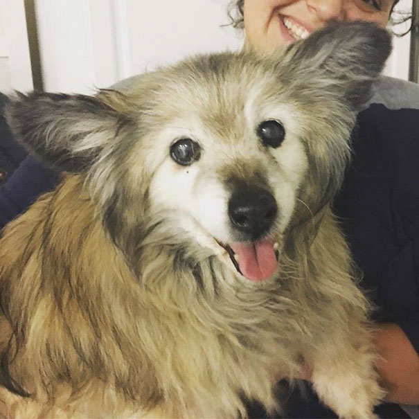 When She Saw This Sad Dog's Photo On Facebook, This Woman Dropped Everything To Save Him