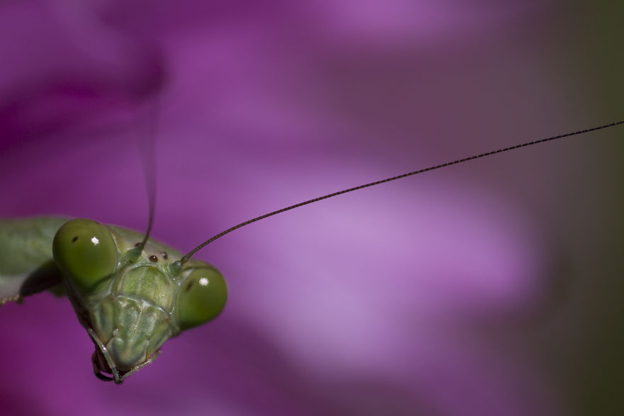 I Photograph The Life Of A Bugs