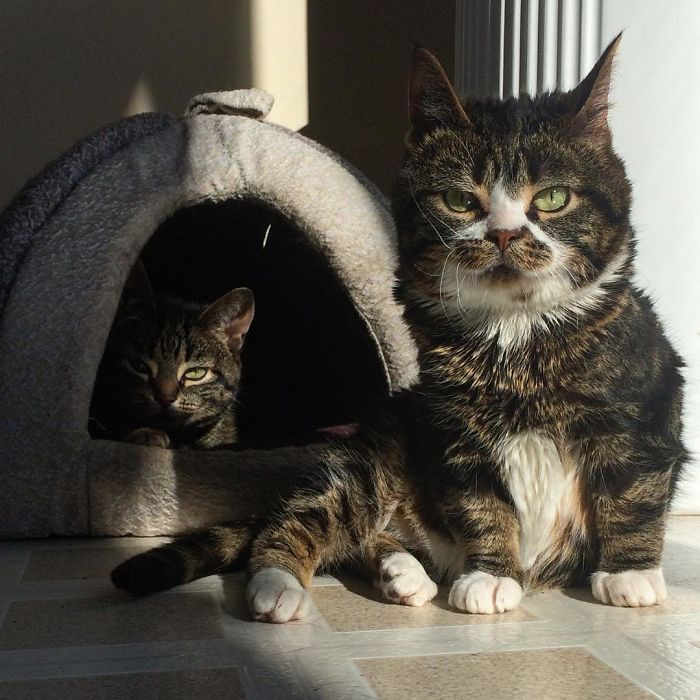 This Feline Duo Look Like They're Dropping Their Debut Rap Album In 2017