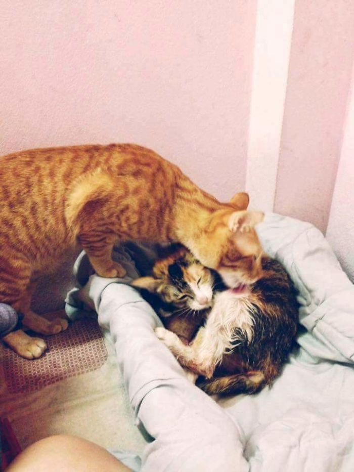Father Cat Supports Mom Cat Giving Birth, Wins Everyone's Hearts