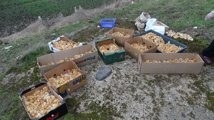 Someone Just Dumped 1000 Tiny Chicks In A Field, And Left Them To Die