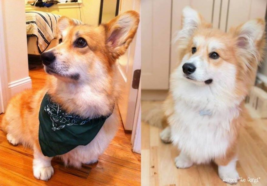 Two Corgi Celebrities And An Artist Team Up For A Quest For Charity Two Corgi Celebrities And An Artist Team Up For A Quest For Charity