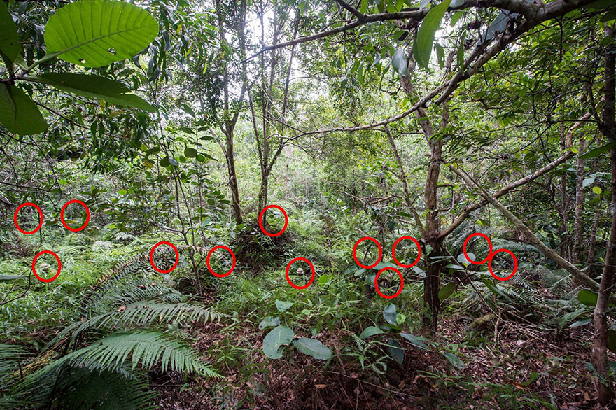 Can You Find All 12 British Soldiers Camouflaged In The Brunei Jungle?