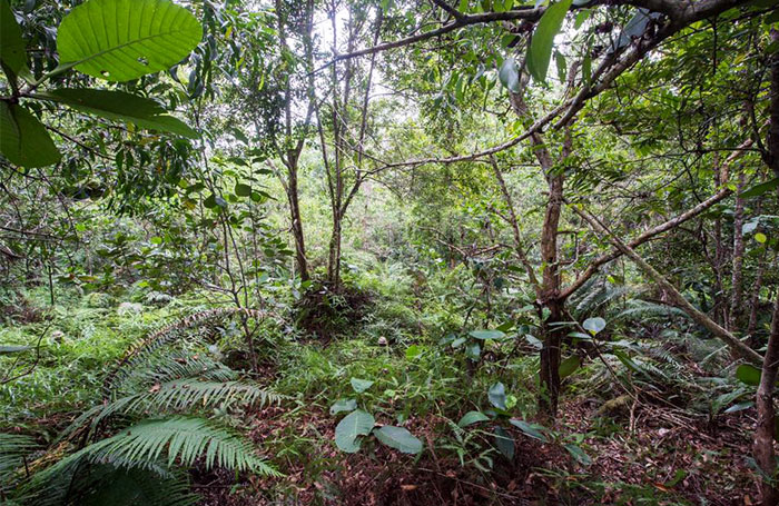 Can You Find All 12 British Soldiers Camouflaged In The Brunei Jungle?
