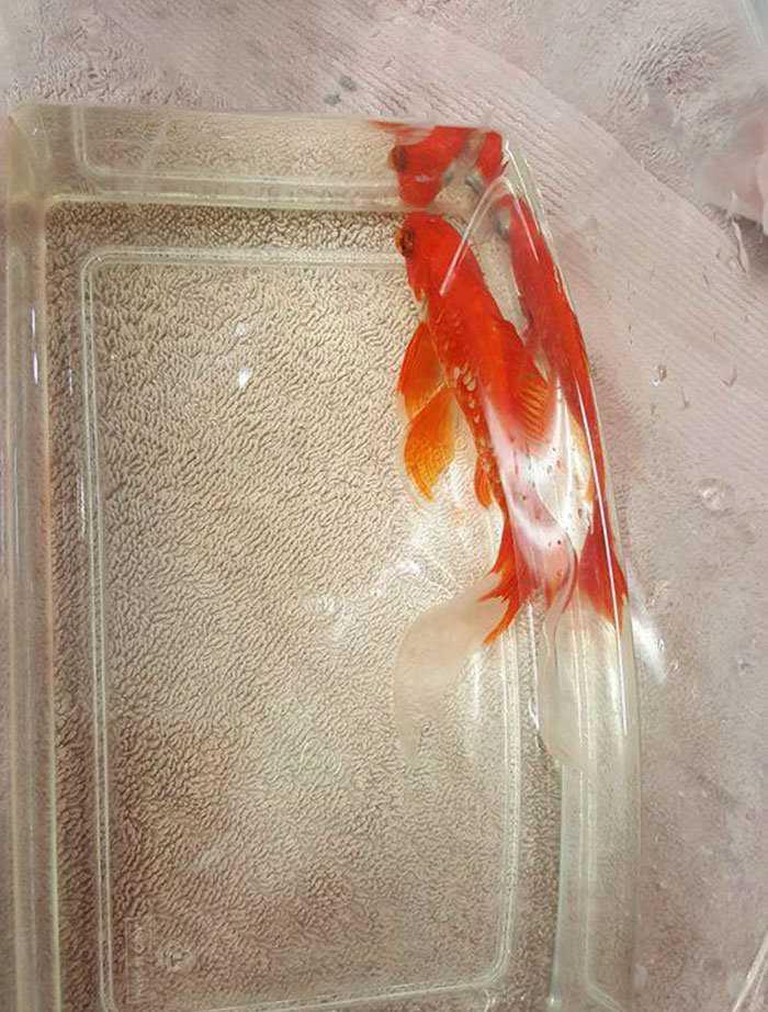 Family Spends $250 To Remove Tumor From Their 20-Year-Old Goldfish