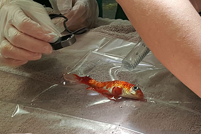 Family Spends $250 To Remove Tumor From Their 20-Year-Old Goldfish
