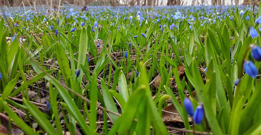 Beatuful Spring Time Wildflowers.