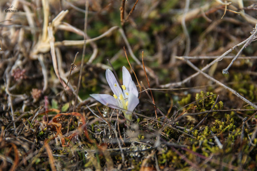 Spring Is Comming