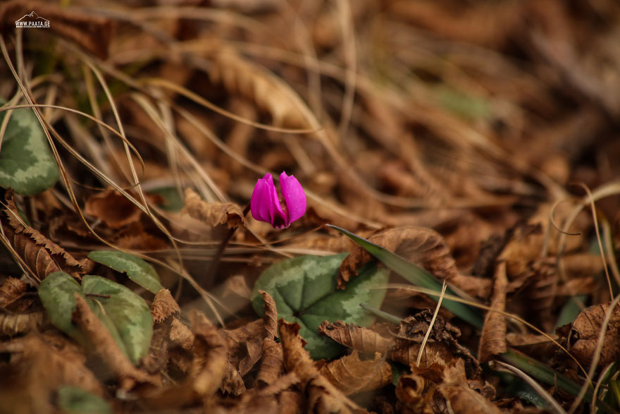 Spring Is Comming