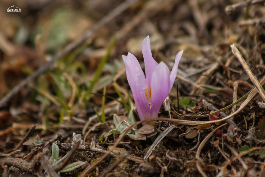 Spring Is Comming