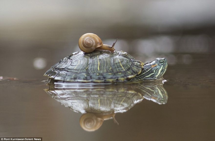 Sneaky Snail Creeps Up On Turtle Relaxing In Water