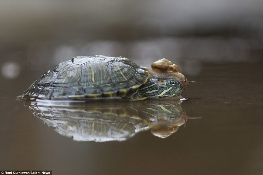 Sneaky Snail Creeps Up On Turtle Relaxing In Water