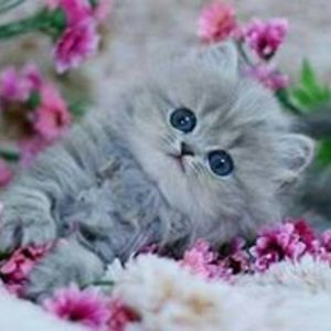 amoula_dabdoub avatar