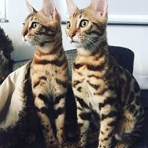 linda_motschiedler avatar