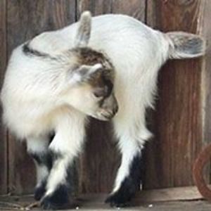 ilovepygmygoats2003 avatar