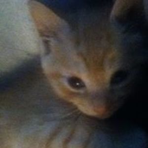 spectrum_rlp1975 avatar