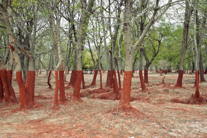 Perfect Red Line In A Hungarian Forest Marking The High Point Of A Toxic Aluminum Sludge Spill