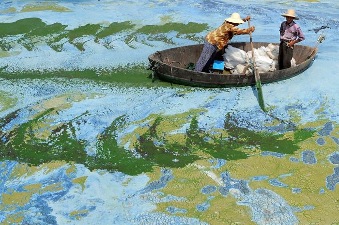 Fishermen Row A Boat In The Algae-Filled Chaohu Lake, China