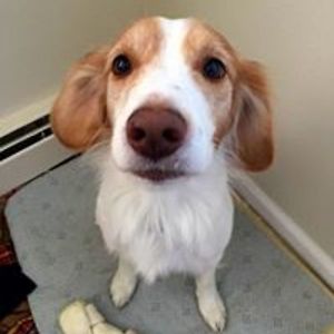 lacaradelespejo avatar